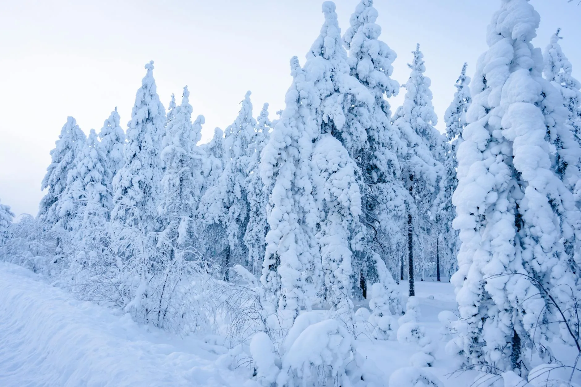 ️ Jour 4 : Excursion vers le nord — Rovaniemi à Saariselkä