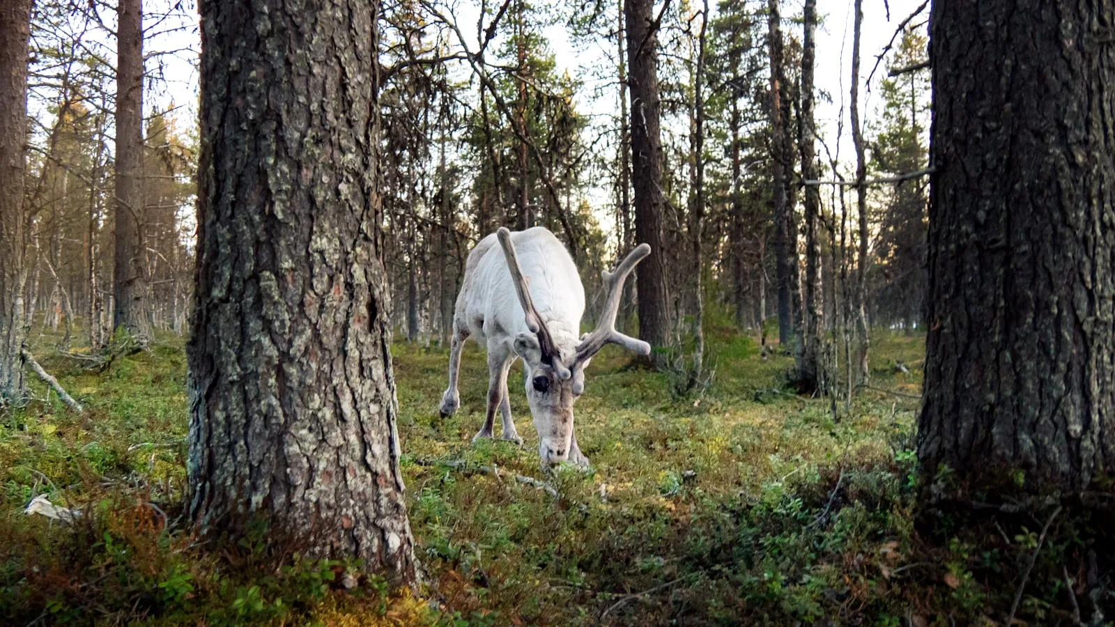 Culture samie en Laponie finlandaise