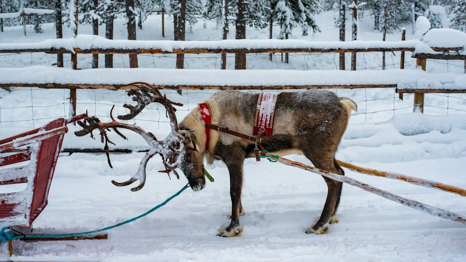 Le renne à Levi, Saariselkä et dans les stations