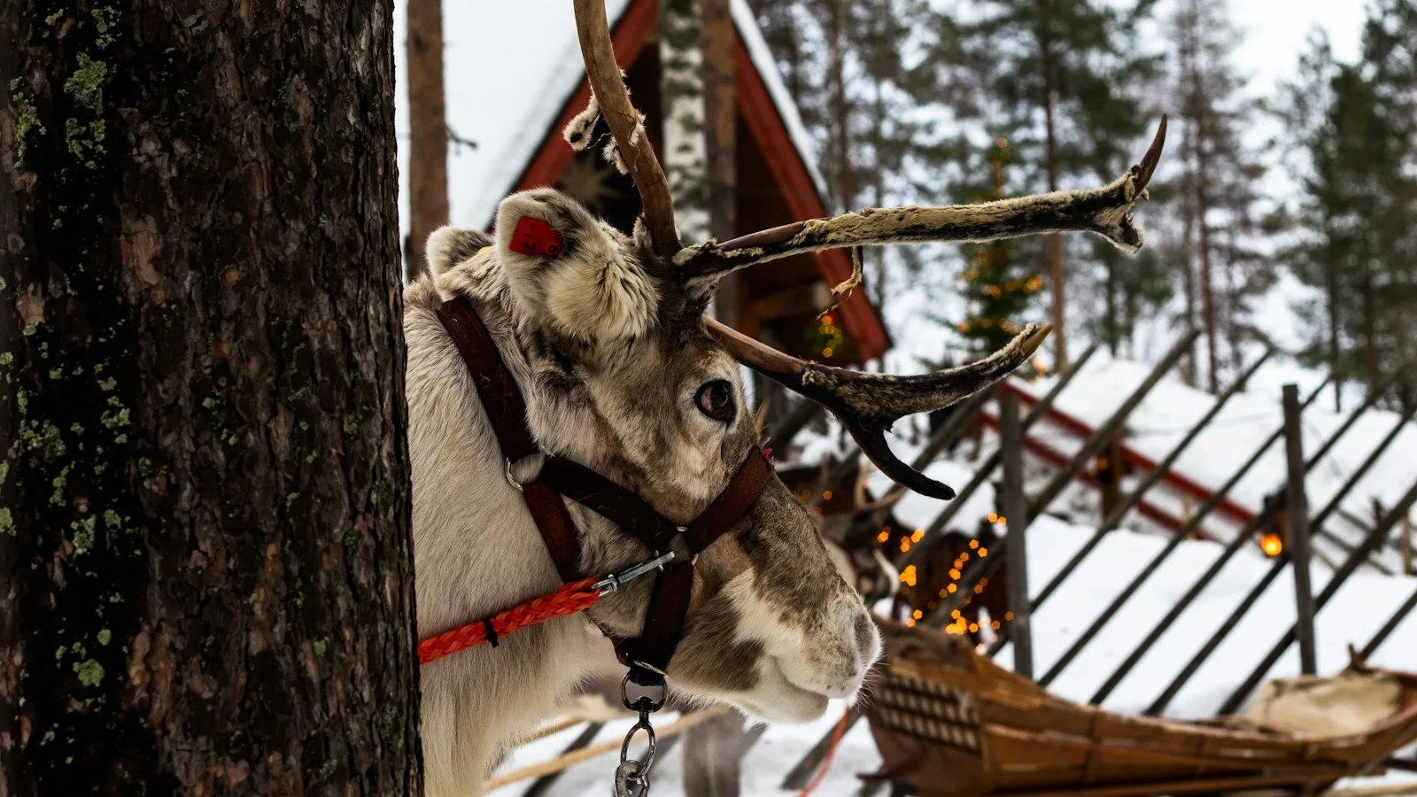 La vie nocturne à Rovaniemi