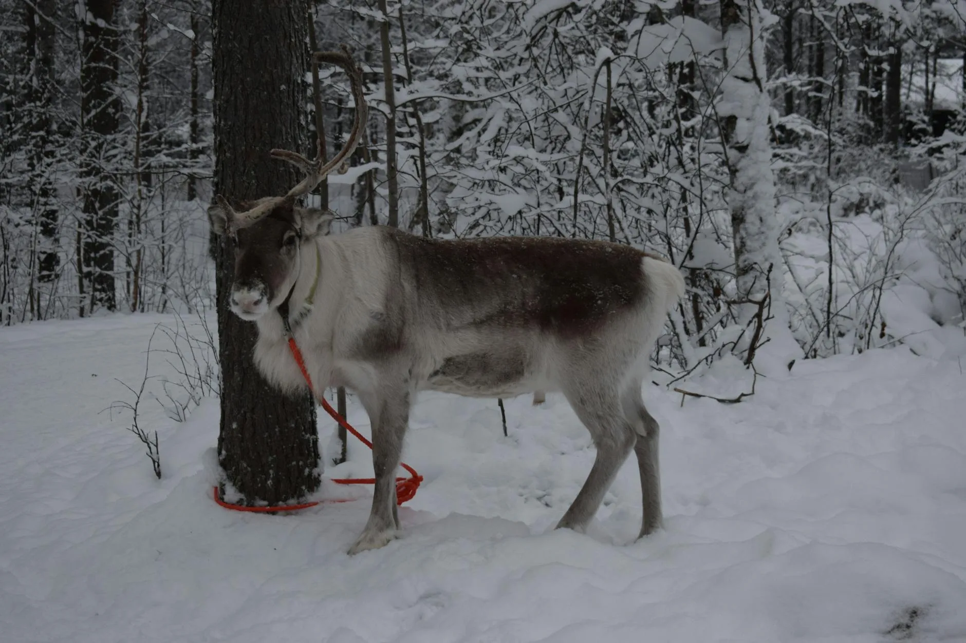 Que faire au Village du Père Noël ?
