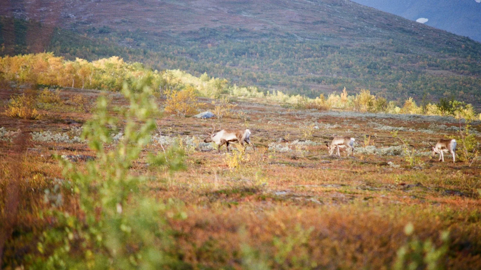 Kiruna et la Laponie suédoise : intégrer dans un itinéraire plus large