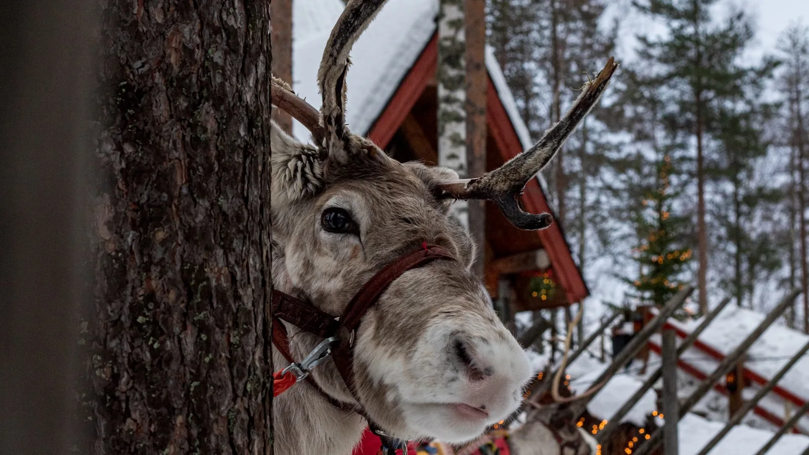 Les activités arctiques depuis Rovaniemi